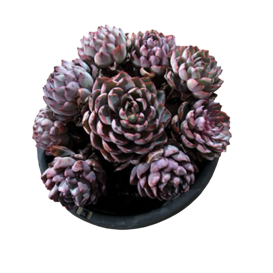 （赫拉）整桩老桩飘枝妖装法师缀化单头捧花整群盆栽盆景多