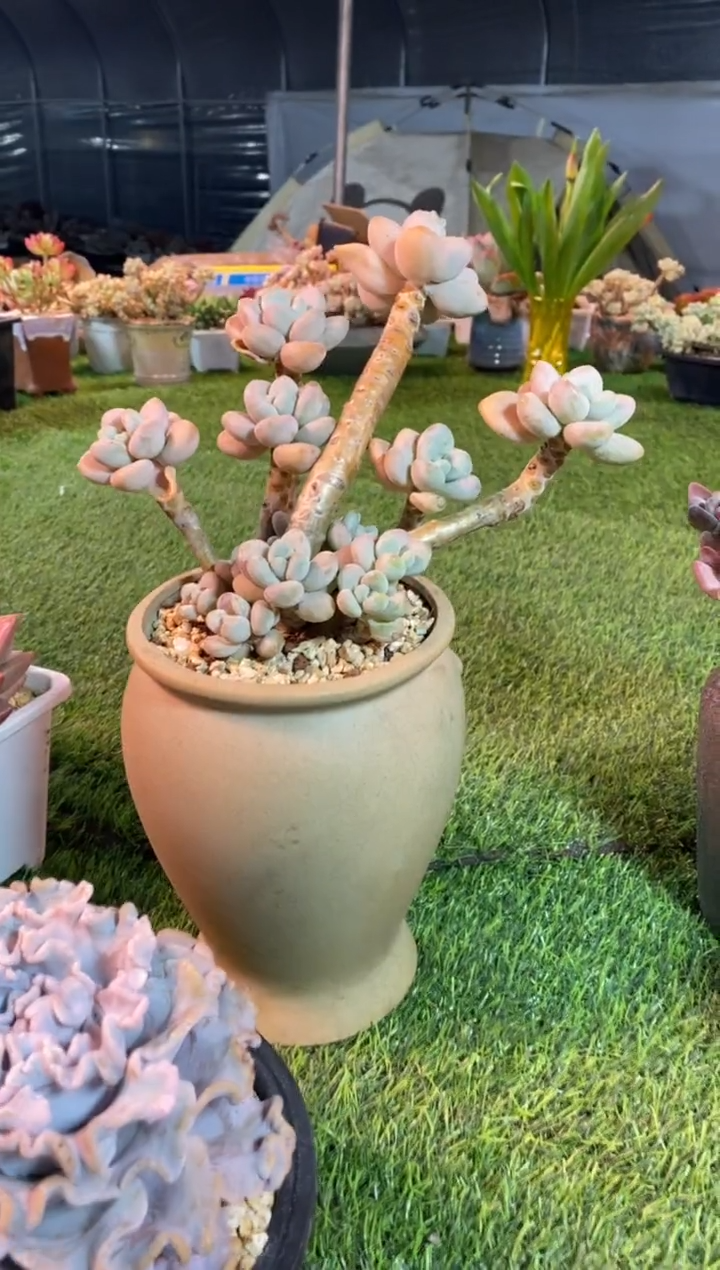 【闪购商品】0446a