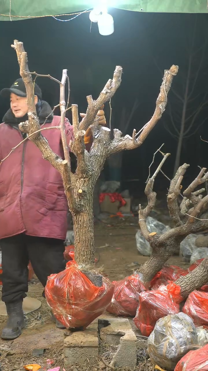 完全开放小*@枣树842