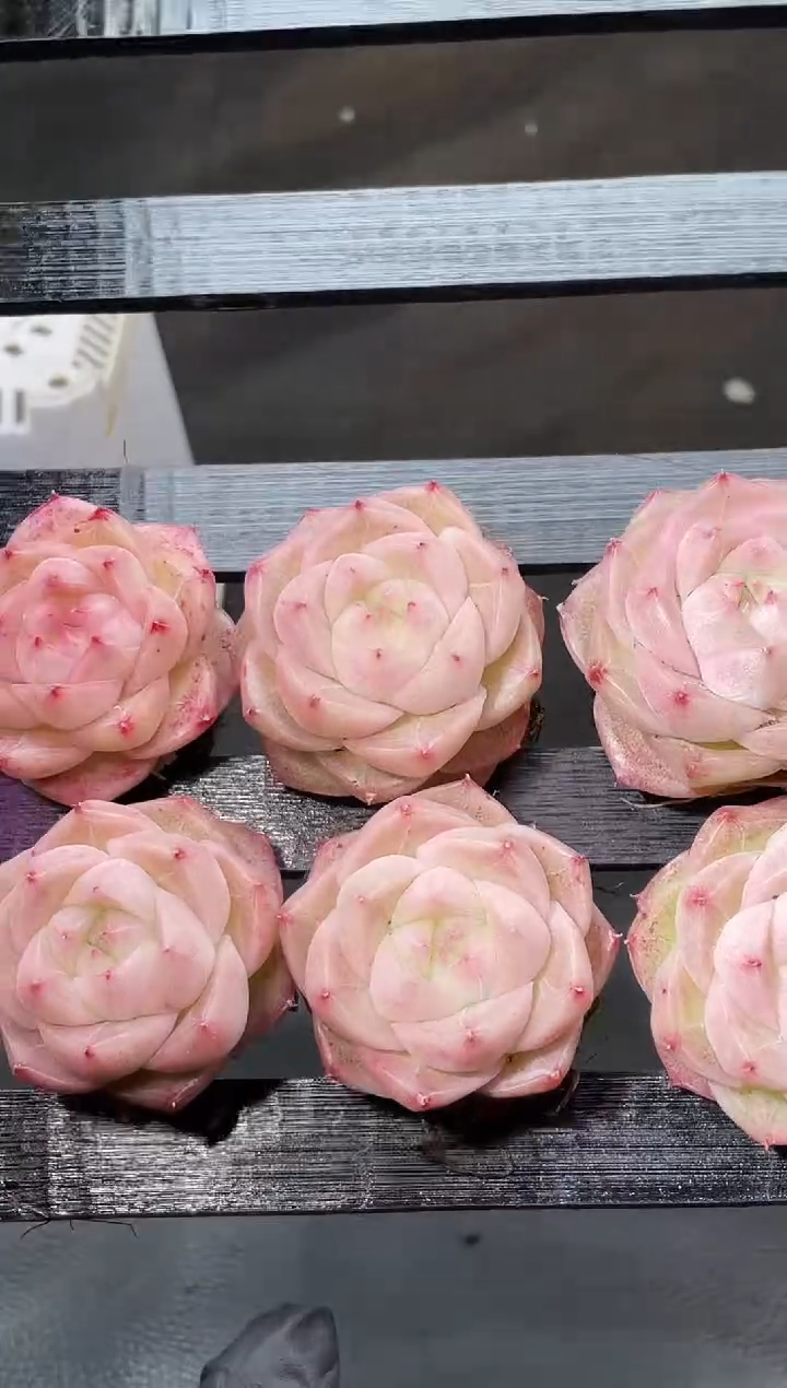 17-78 夹心小冰包2-3厘米量拍发一颗