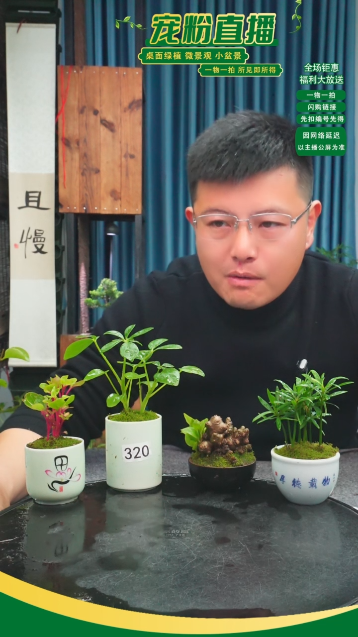 无花朵七**火苔藓微景观320号