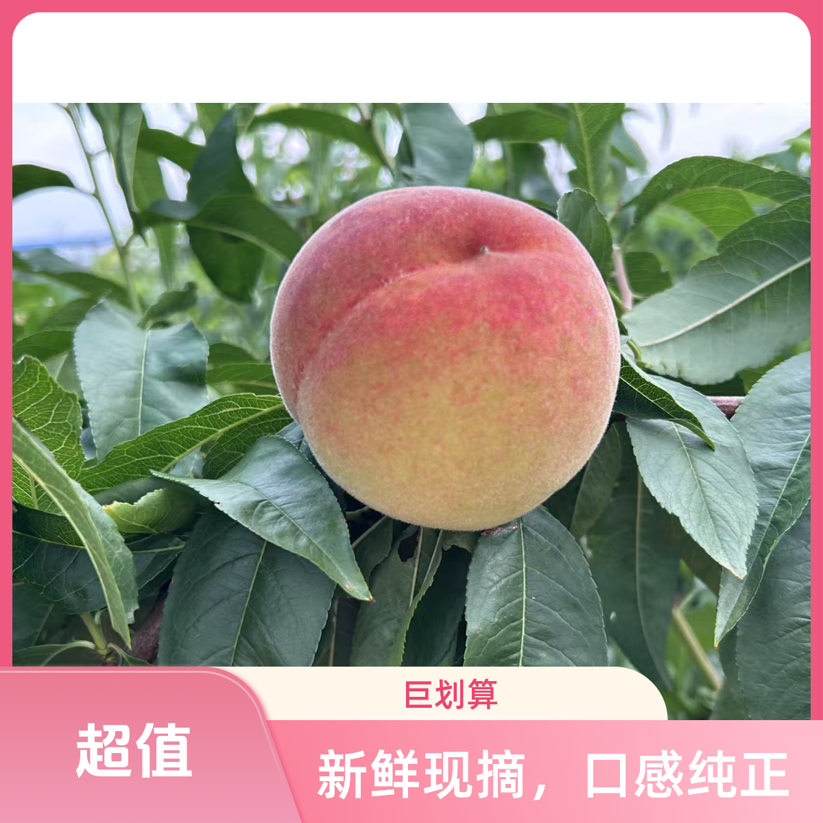 林奎脆桃毛桃甜口脆蜜桃果园新鲜现摘现发应季水果