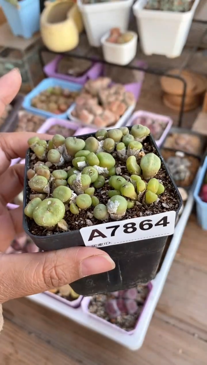 【闪购商品】7864直播一物一拍