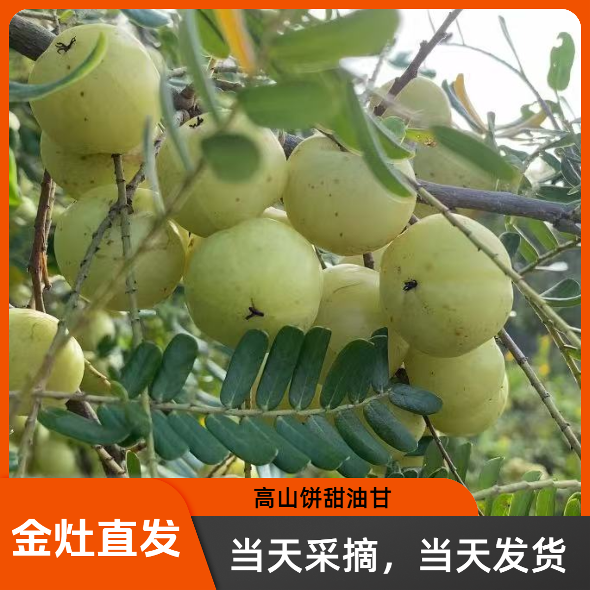 【直播专享】潮汕新鲜崩坎油甘果油柑孕妇水果可榨汁余甘子滇橄榄