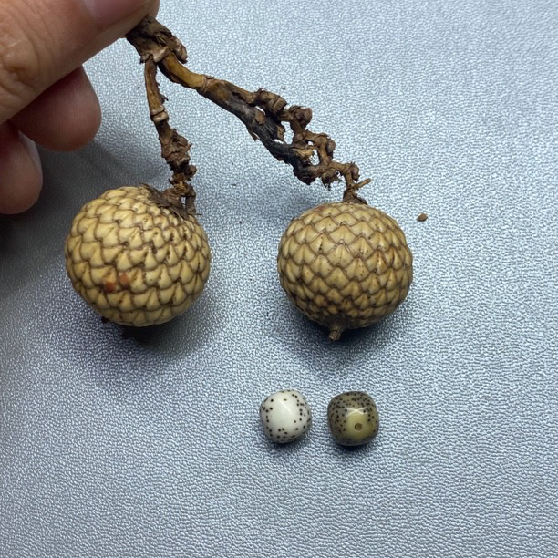 5海南料原生态星月菩提改价链接