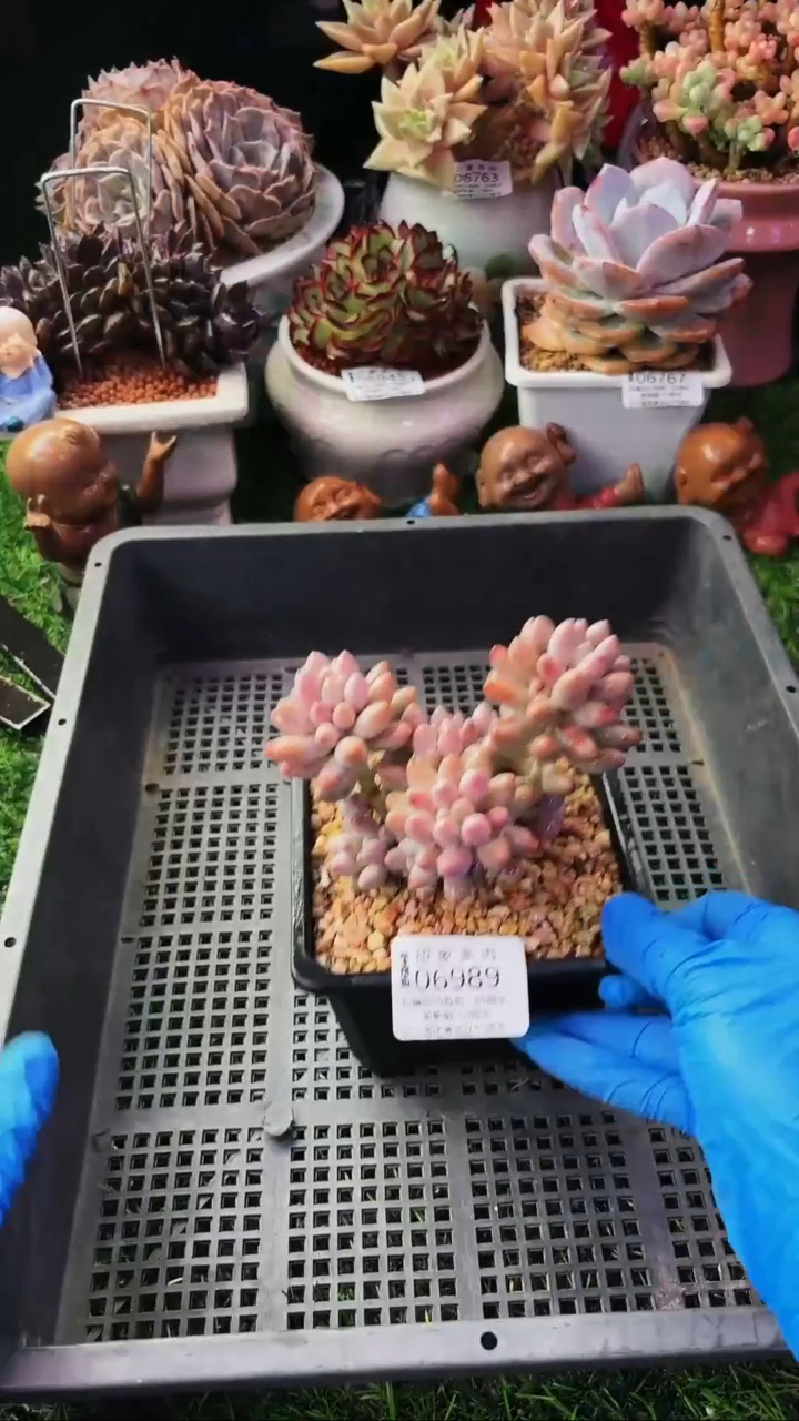 昆明印象多肉06989