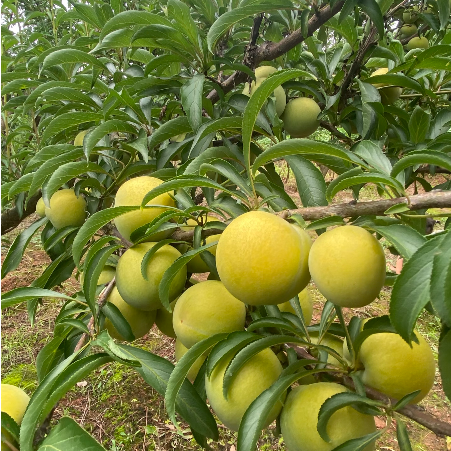 湘农恒正宗【龙李果树苗】裸根苗现挖现发品种保对版