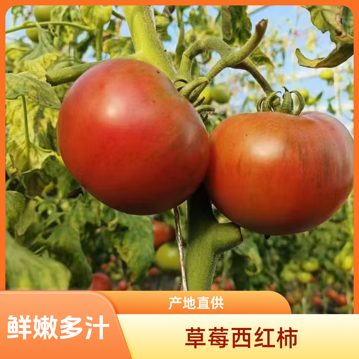 【草莓西红柿107】精品3斤 产地平谷 现摘现发【好东西】