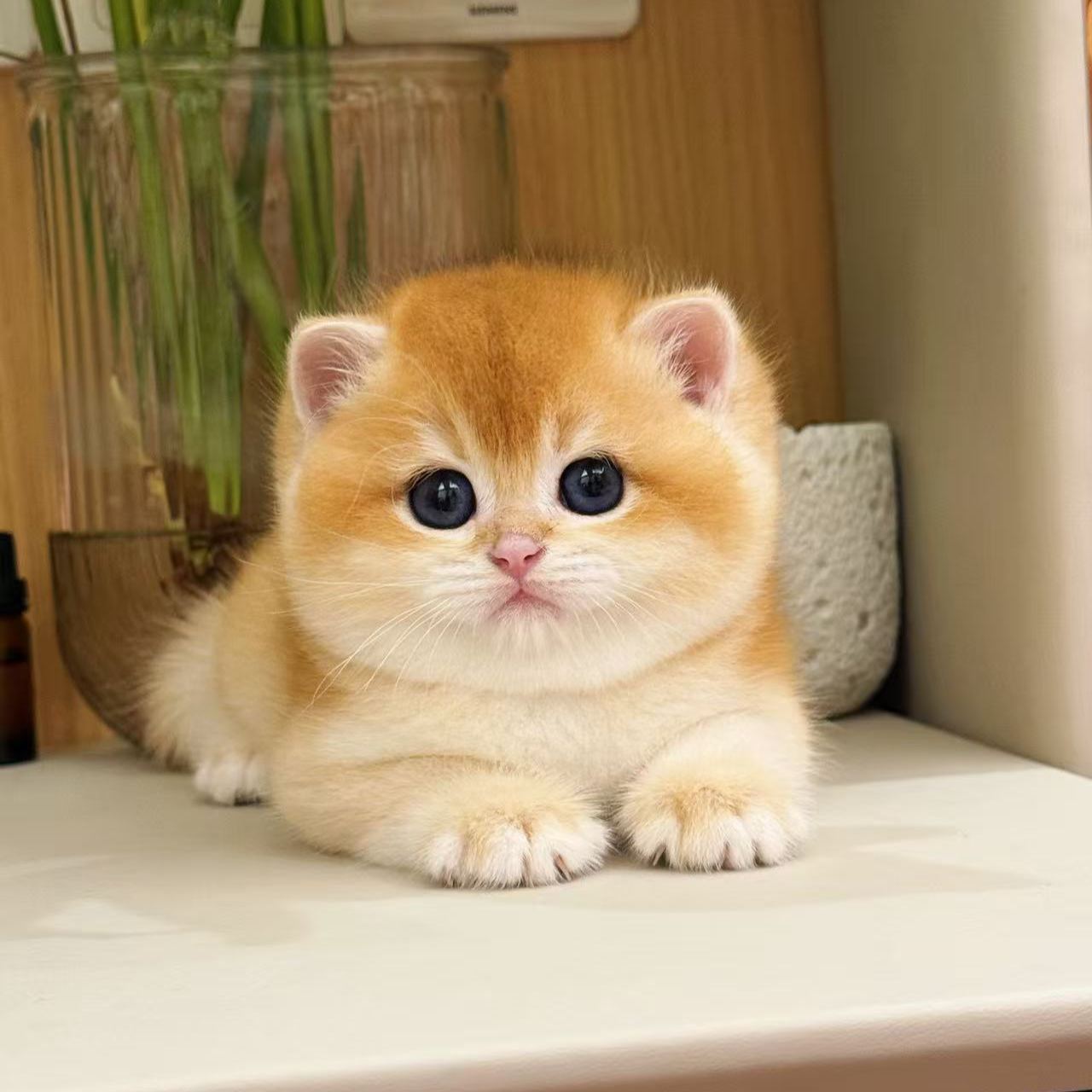 穿旗袍说猫（活体链接）