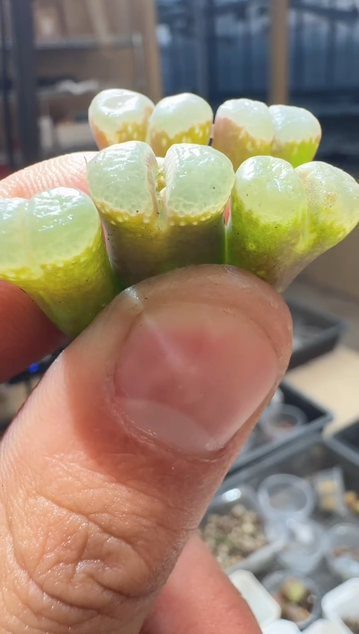 9-271多肉植物肉锥泡泡风铃一颗