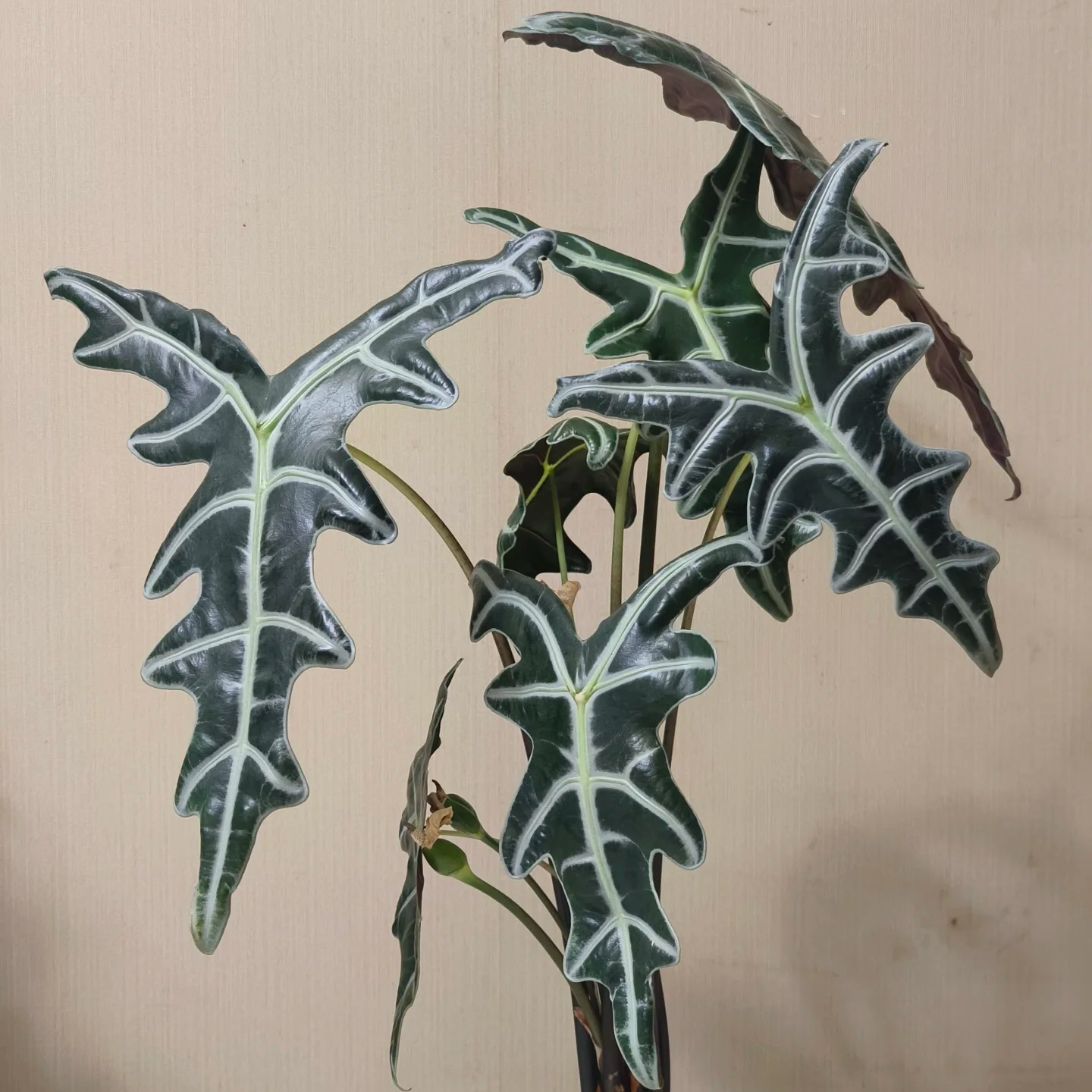 诺比鱼骨海芋清新绿植盆栽室内耐阴净化空气