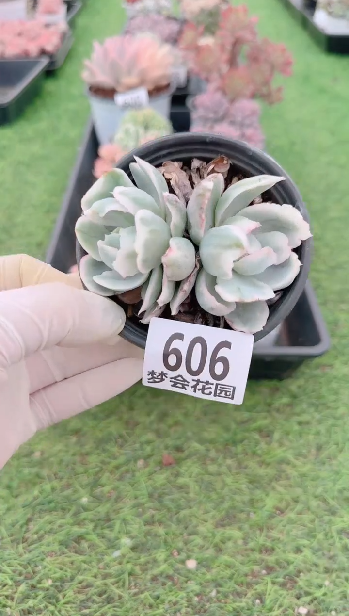 【闪购商品】梦会多肉一物一拍