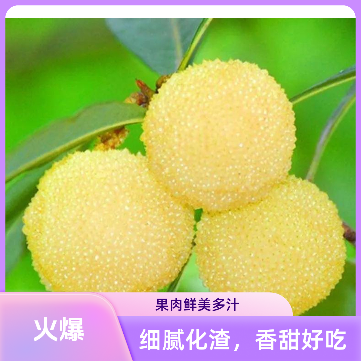 【白东魁】盆栽容器苗背苗易管理好种植