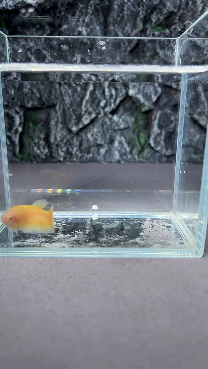 斗鱼竞拍链接S049