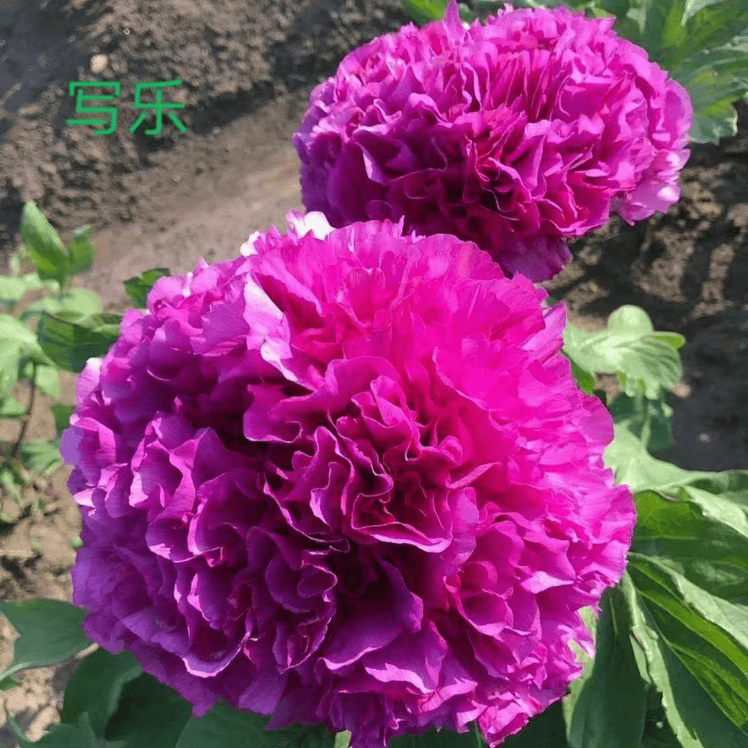 【写乐】正宗洛阳重瓣牡丹花苗北方耐寒盆栽地栽室内庭院花卉牡丹苗