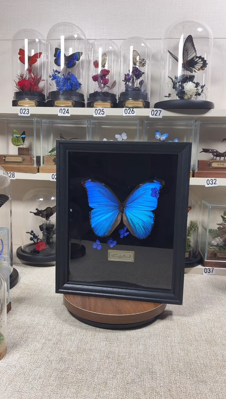 大自然的真实蝴蝶标本