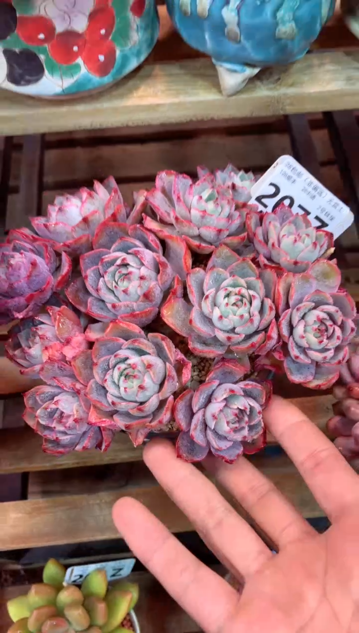 207Z（一物一拍，精品多肉，w所见即所得 ）