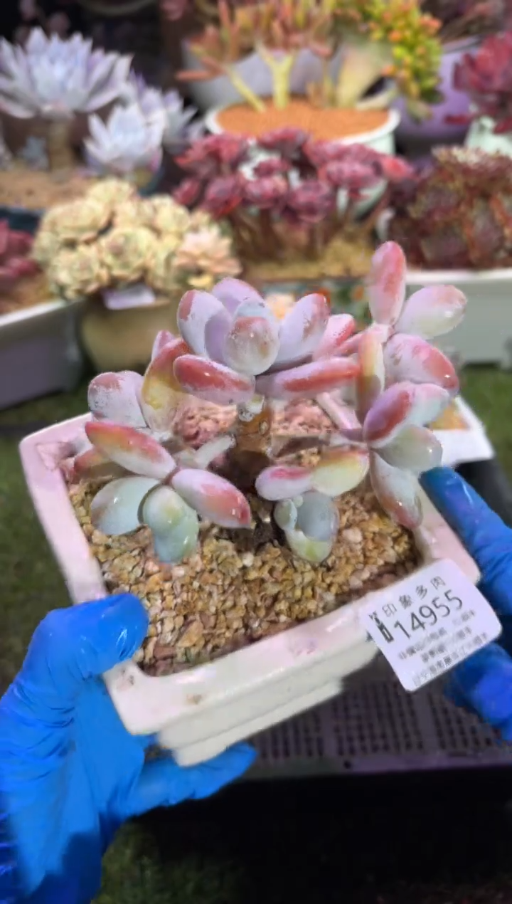 【闪购商品】14955