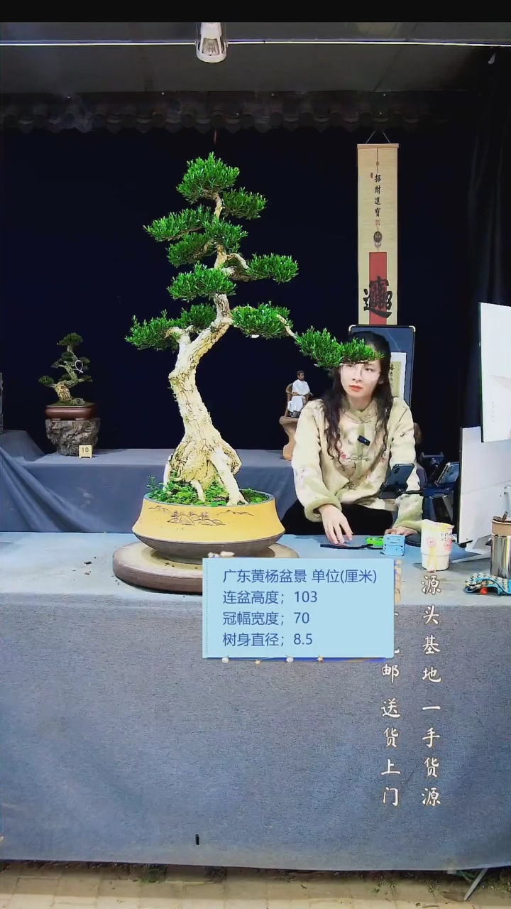 【闪购商品】雀舌黄杨盆景雀舌黄杨盆景