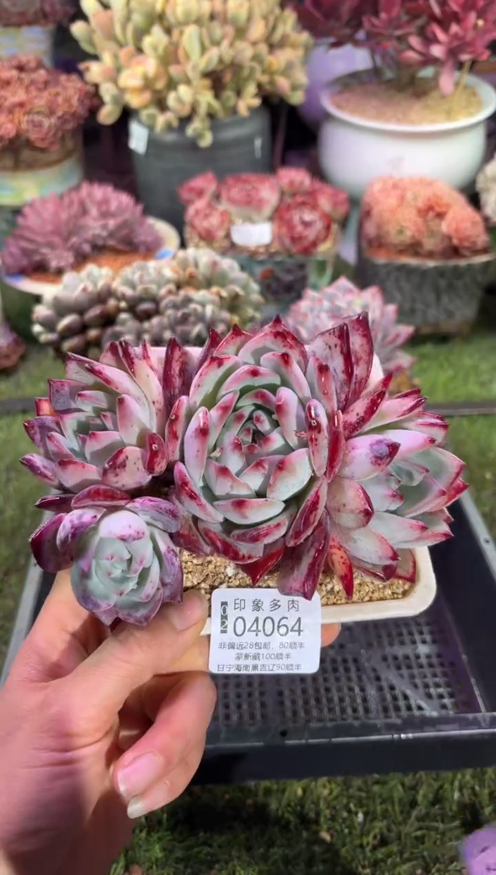 【闪购商品】04064