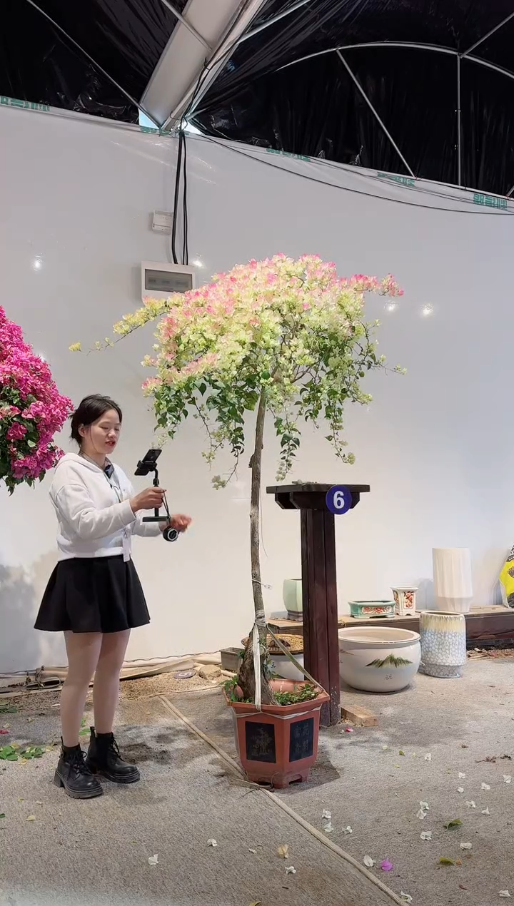 【闪购商品】盆景绿樱