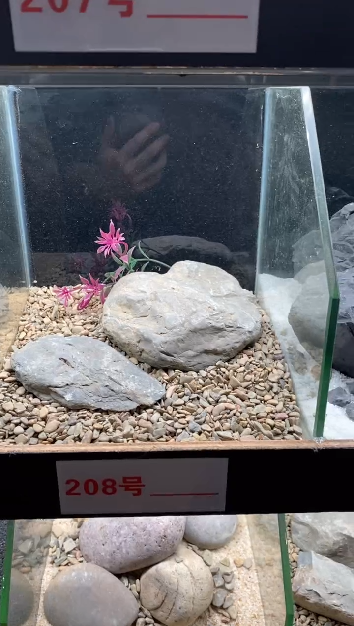 208号鱼缸造景（不含底砂）
