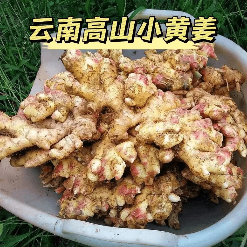 云南小黄姜新鲜现挖正宗老姜月子姜应季小黄姜新鲜直发