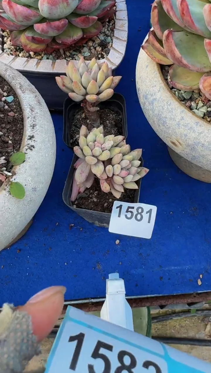 【闪购商品】1581两颗红蜻蜓（裸根发货）