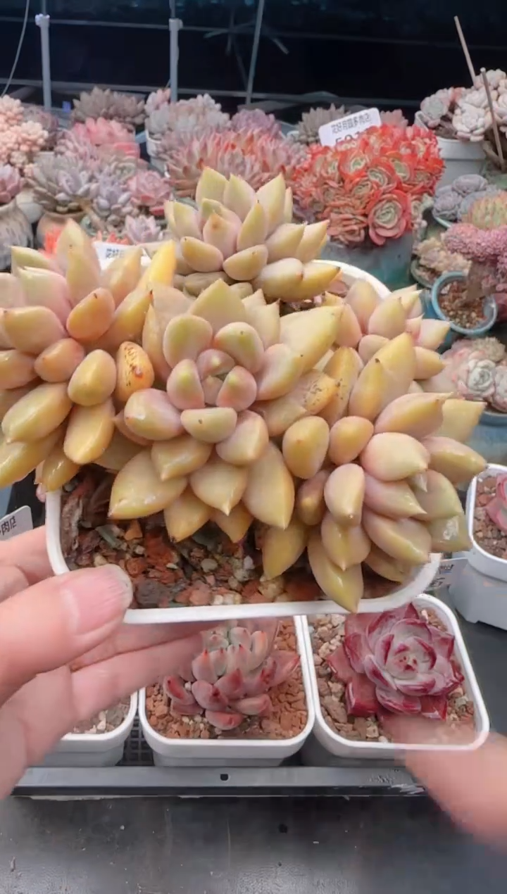 【闪购商品】5430.