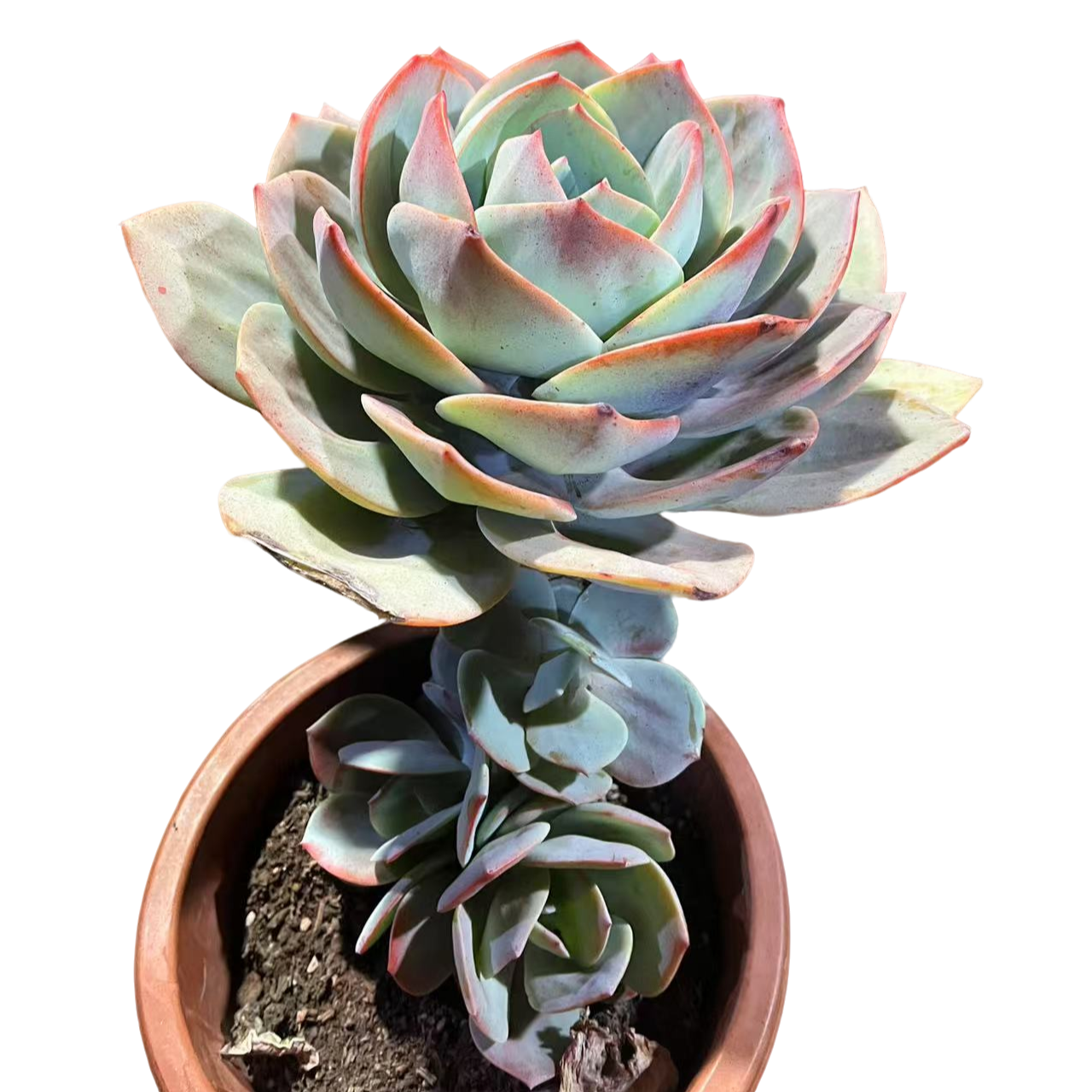 精品多肉    单头血凤