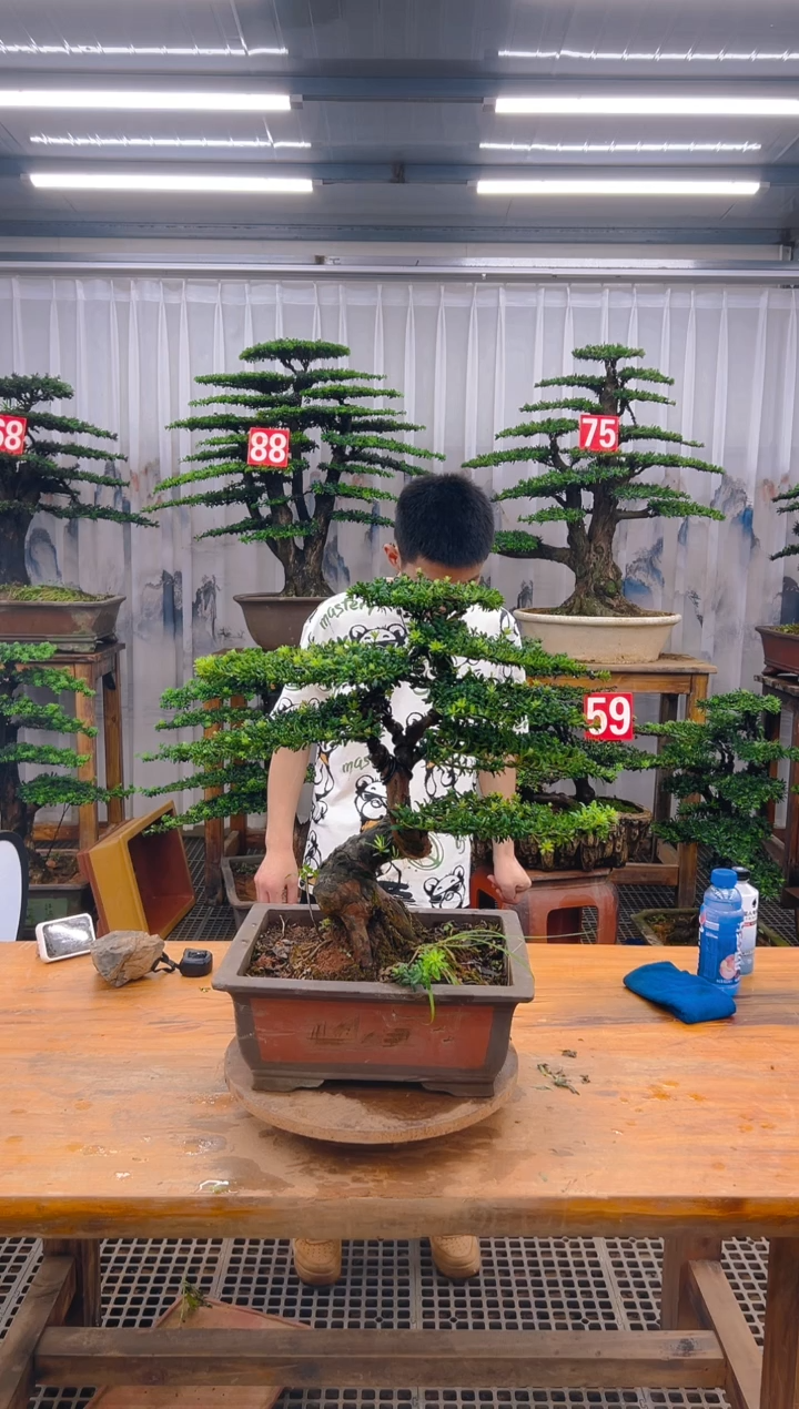 无花朵精品盆景直播间一物一拍