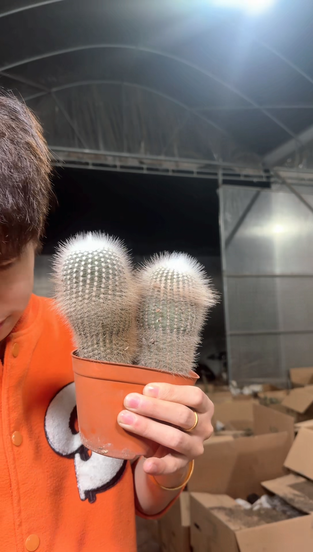 双头 白小丁【实生根】