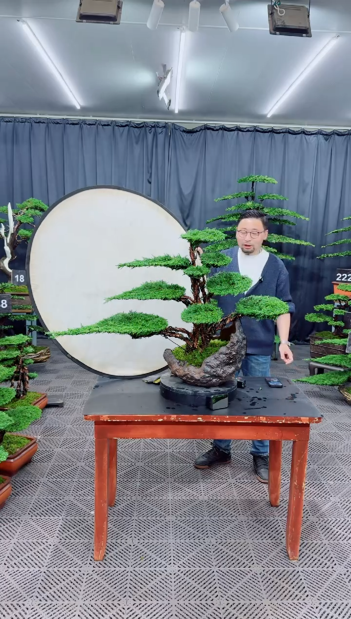 无花朵济州真柏盆景..........