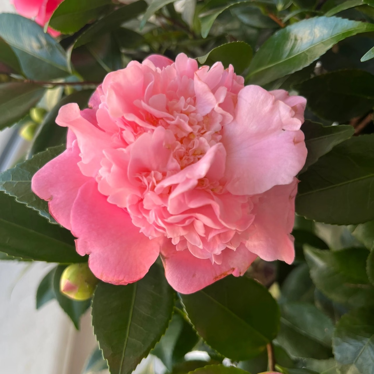 【加大加高70cm-90cm】香妃茶花开花花卉绿植原盆原土