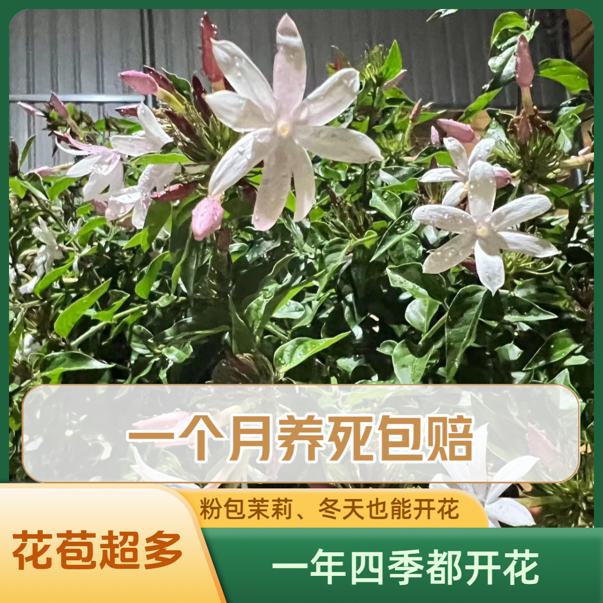 【粉包茉莉】四季茉莉广西横县茉莉花盆栽新品种四季开花爆花