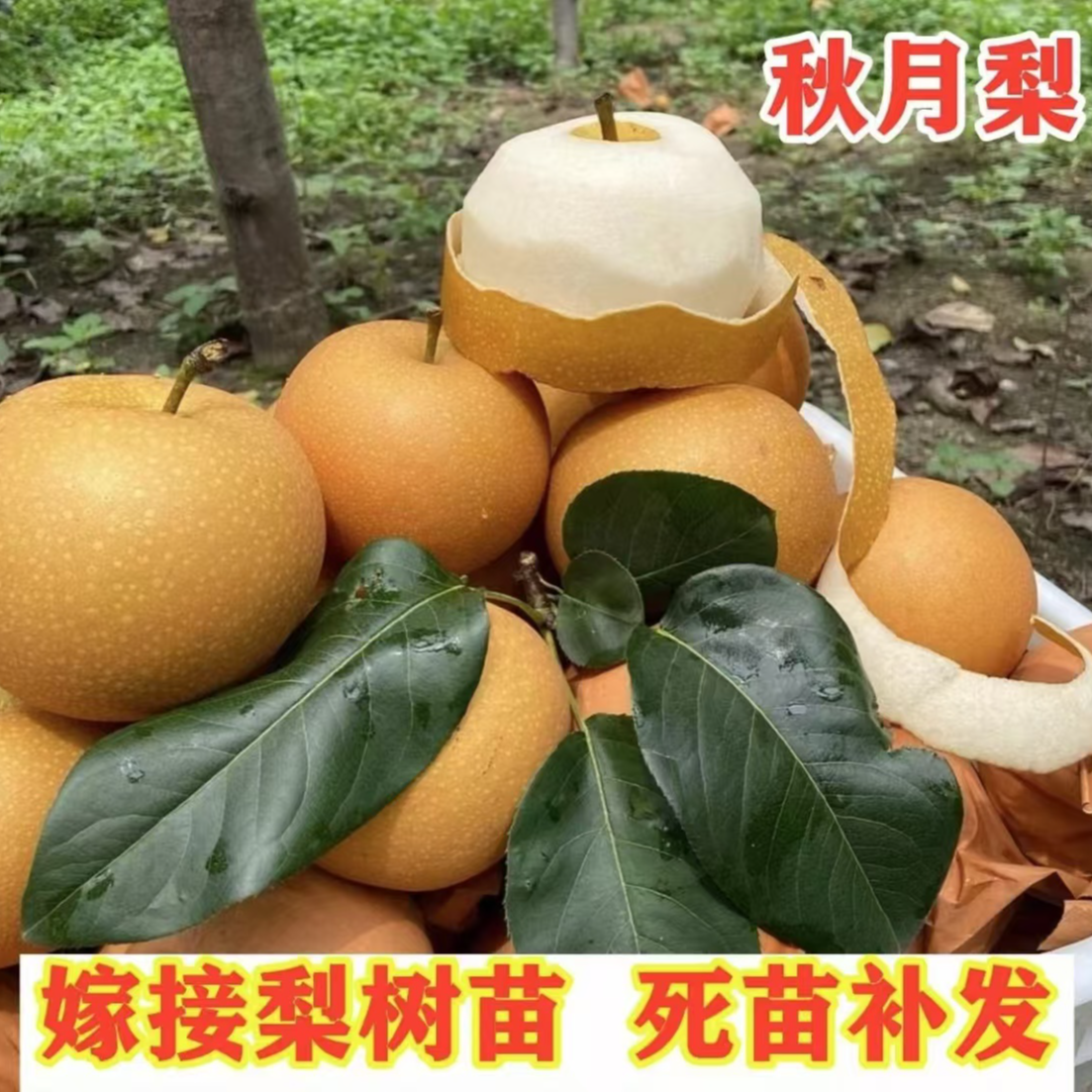 【正宗大果秋月梨苗】盆栽地栽阳台庭院耐寒耐旱南方北方种植果树苗