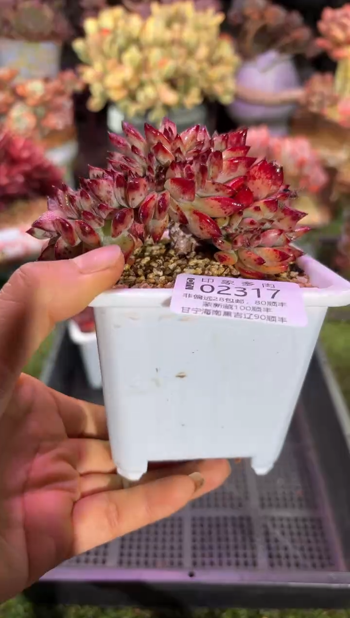 【闪购商品】02317