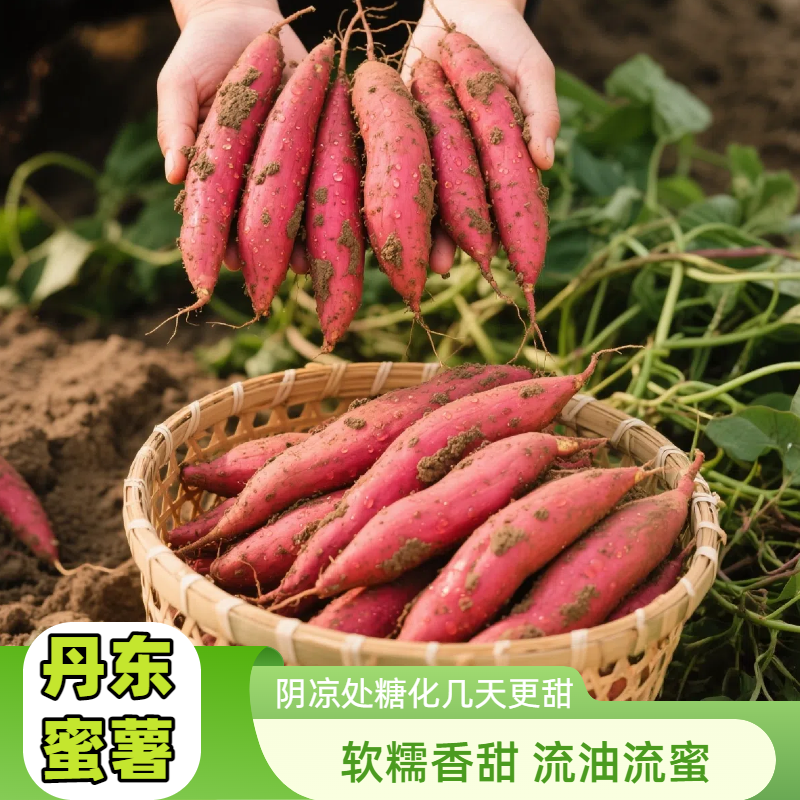 软糯香甜烟薯25号实惠装【产地辽宁丹东更甜更糯】规格1两-4两流油
