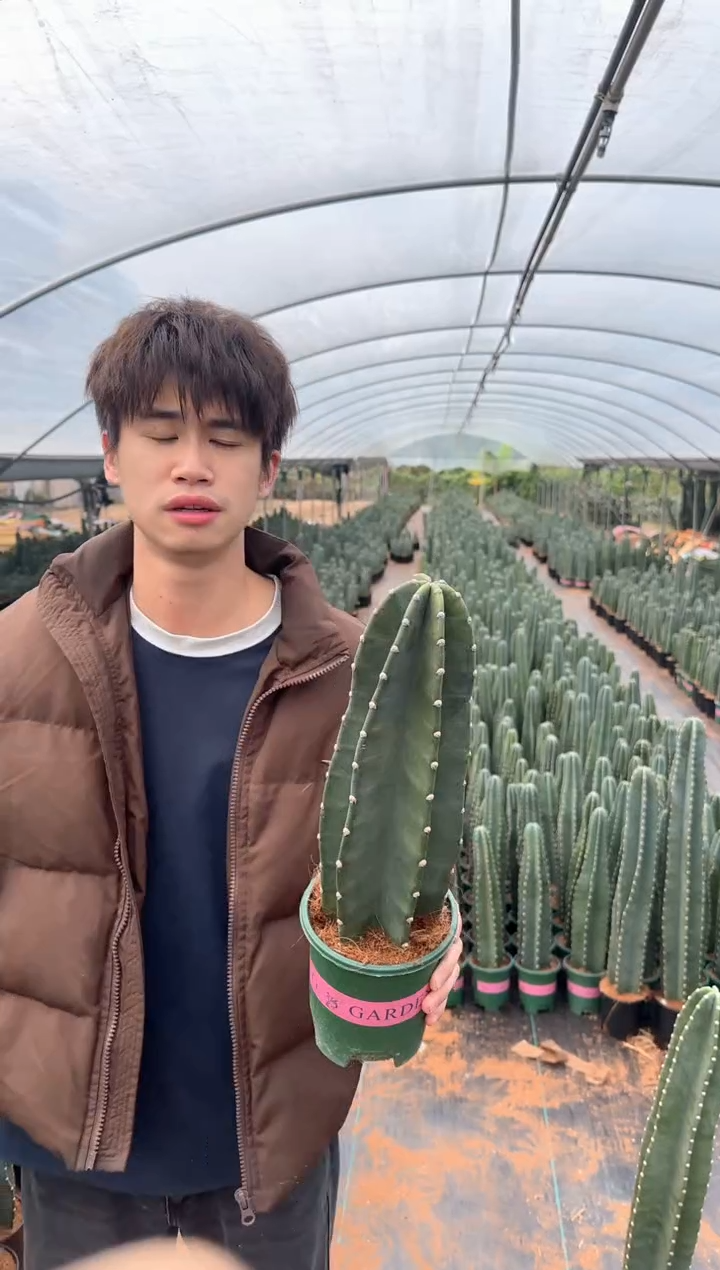 【带根】15cm+ 量天尺 不指定带花苞