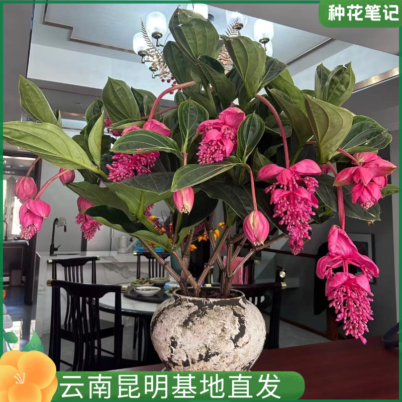 【宝莲灯】现代办公室内高端绿植花卉盆栽带土好养易活基地直销