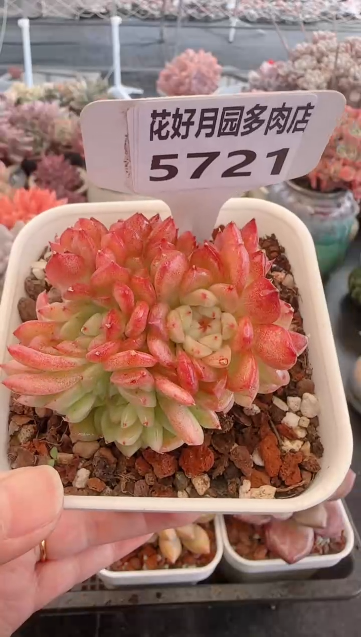 【闪购商品】5721麦秆