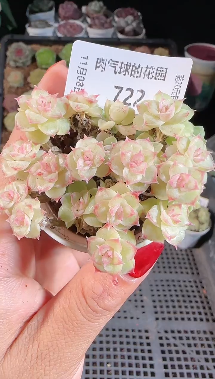 1108-722麦秆群不包整