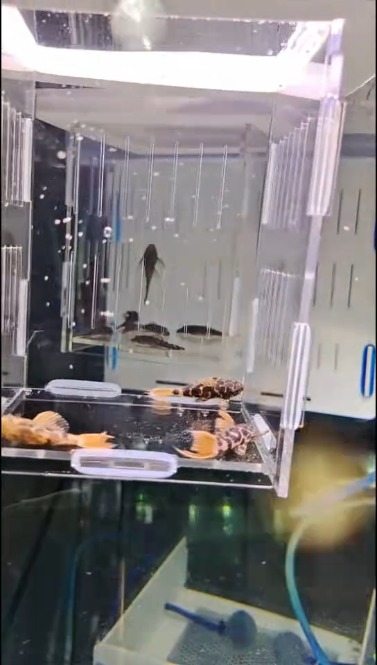 清道夫600【4-5公分3条】7拆袋不包损录制完整视频