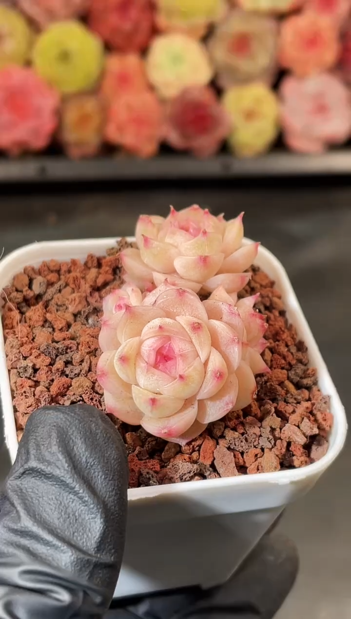 5-56 月城之心3厘米左右 量拍发一颗