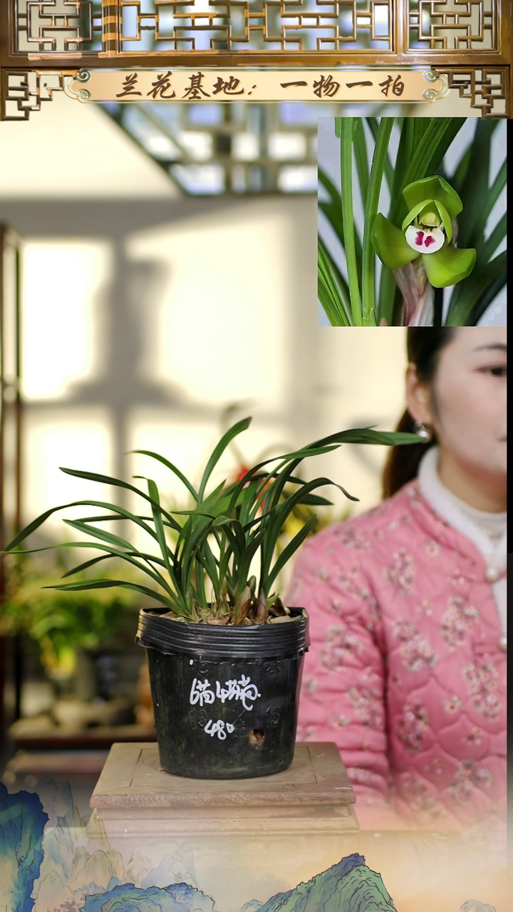 全部花苞大大团圆带花苞