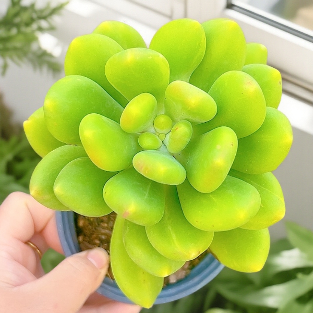 芒果奶   黄大锤多肉阳台露台植物栽种养护