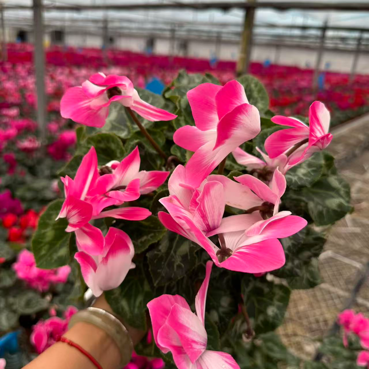 农掌柜  仙客来 （玉荷霓虹粉)  