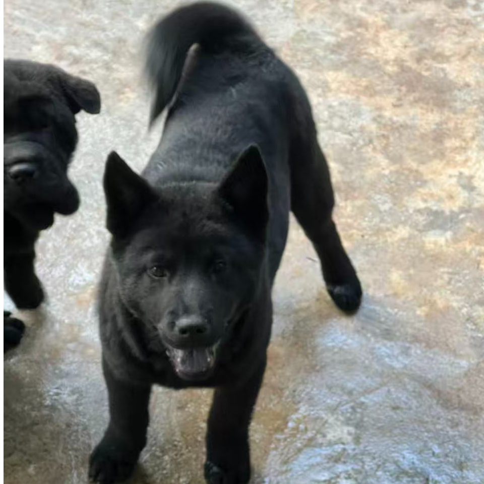 瑞元五黑犬狗狗活体