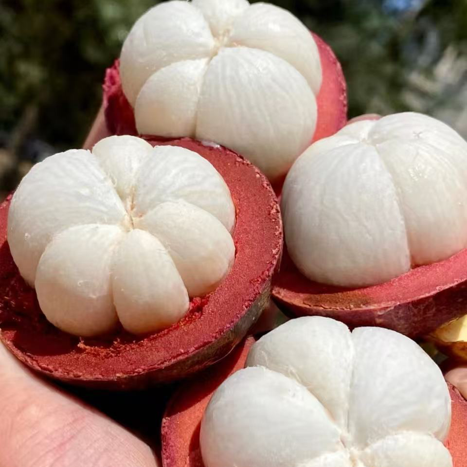 新鲜山竹4A，新品上市