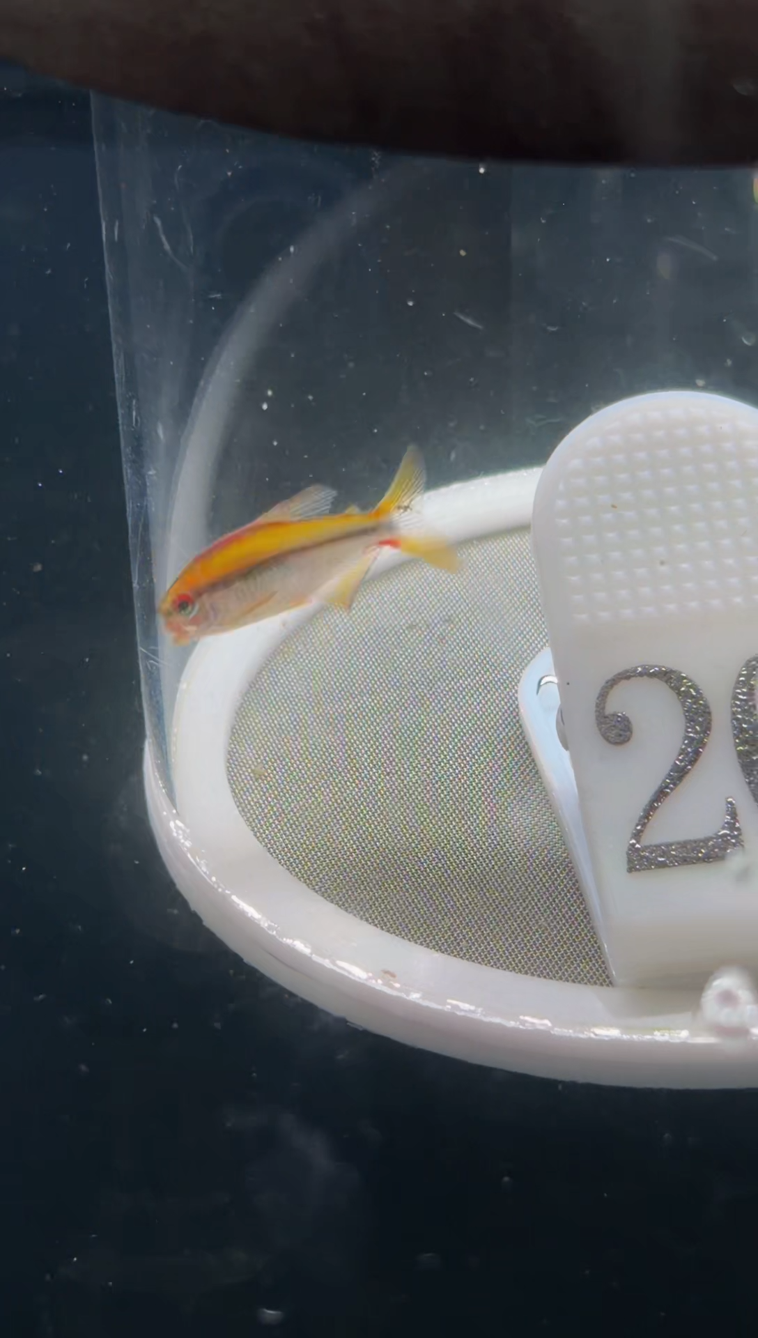 灯科鱼【20】瑕疵老版彩虹魔鬼